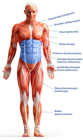 Bauchmuskel Anatomie
