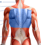 Oberer Rücken Muskeln